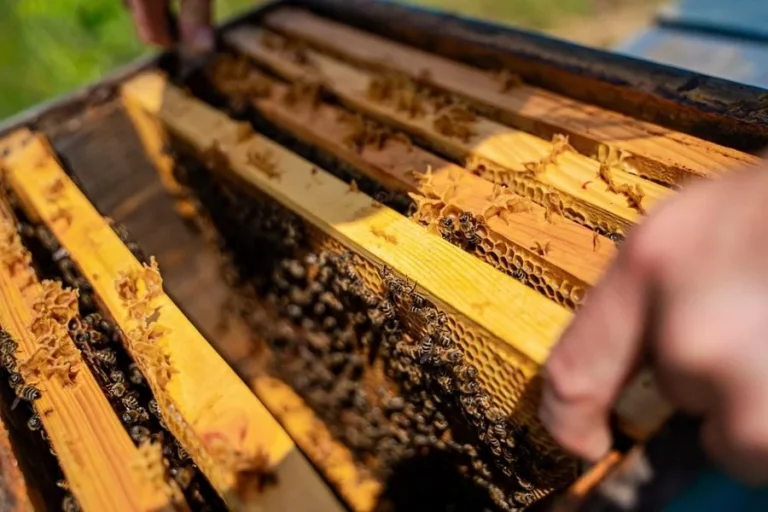 Beekeeping Equipment